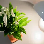Florjanckov Hram Готель Любляна